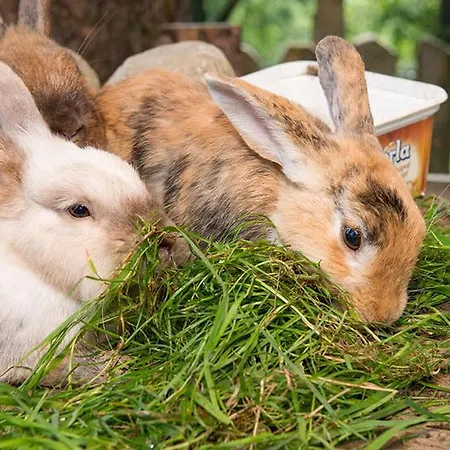 Lejlighed Lehenhof *