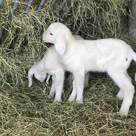 Lehenhof * Sankt Johann im Pongau