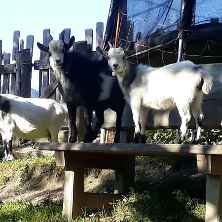 Lägenhet Lehenhof Sankt Johann im Pongau