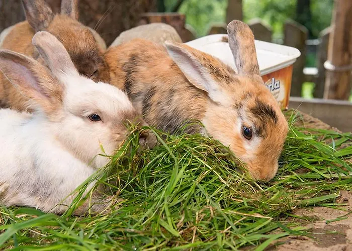 Διαμέρισμα Lehenhof *