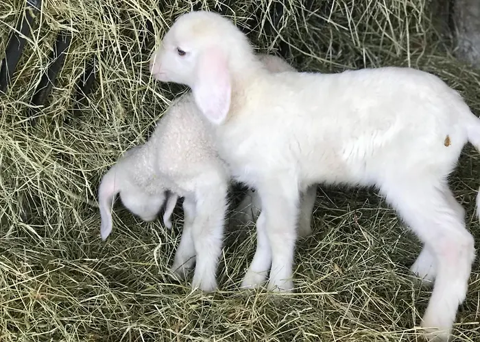 Lehenhof * Sankt Johann im Pongau